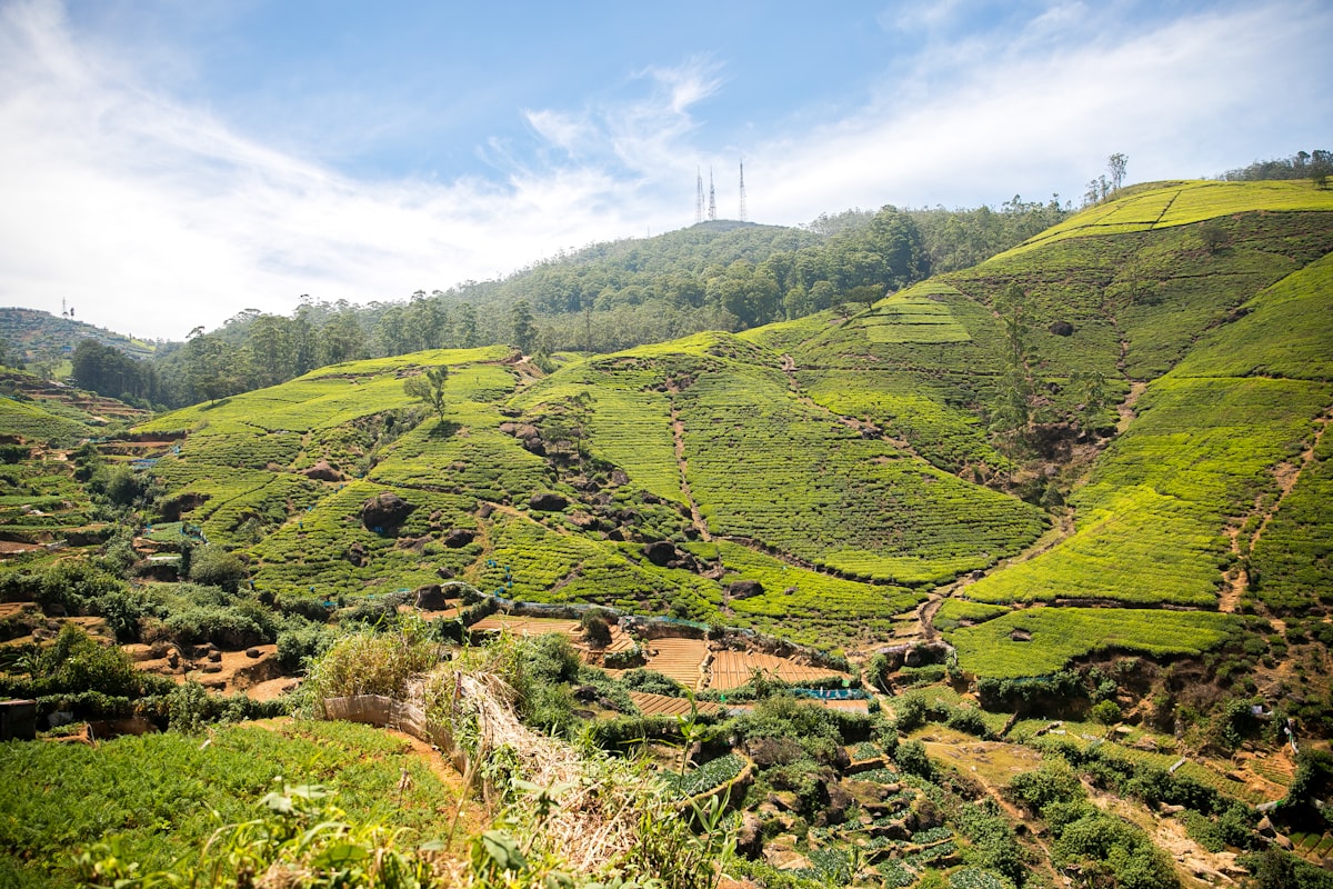 Tea plantations, Nuwara Eliya